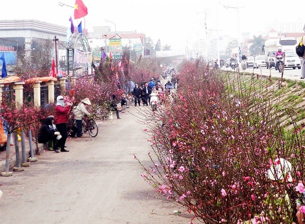 Hanoi se colorea con arbolitos del Tet vietnamita
